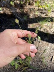 Cyperus plukenetii