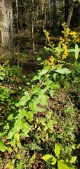 Solidago buckleyi