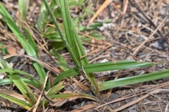 Cyperus plukenetii