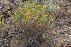 Chrysothamnus viscidiflorus lanceolatus
