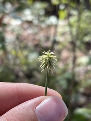 Cyperus plukenetii