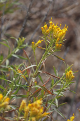 Chrysothamnus viscidiflorus lanceolatus