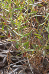 Chrysothamnus viscidiflorus lanceolatus