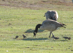 Branta canadensis