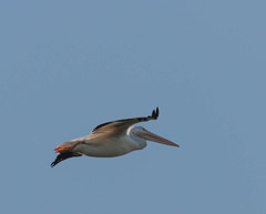 Pelecanus erythrorhynchos