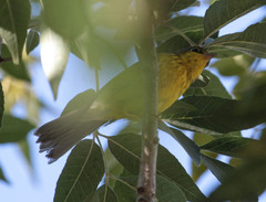 Cardellina canadensis