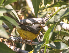 Cardellina canadensis