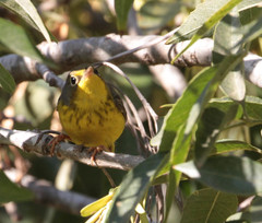 Cardellina canadensis