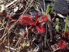Drosera praefolia