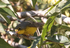 Cardellina canadensis