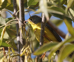Cardellina canadensis
