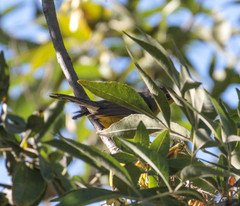 Cardellina canadensis