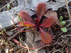 Drosera praefolia