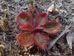 Drosera praefolia