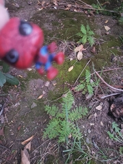 Leucobryum juniperoideum