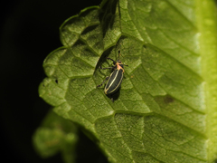 Eudiagogus episcopalis