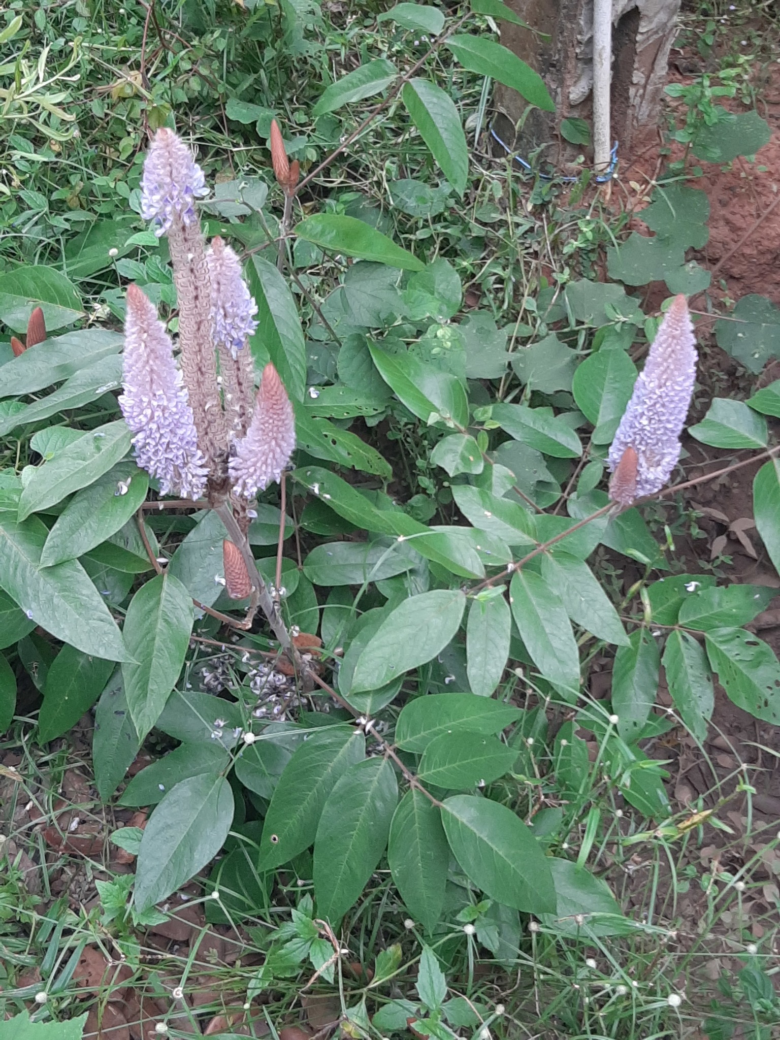 Uraria crinita (Uraria crinita)