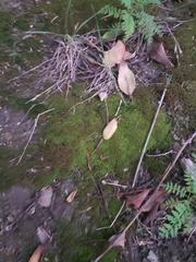 Leucobryum juniperoideum