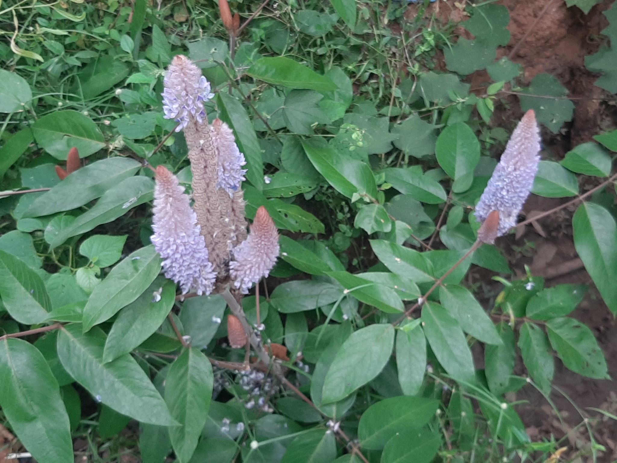 Uraria crinita — ảnh 2