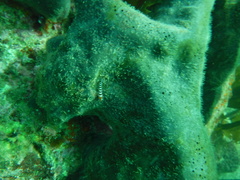 Notoclinops segmentatus