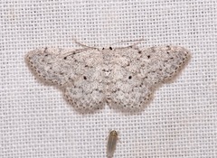 Idaea ostentaria