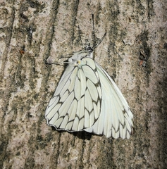 Hesperocharis marchalii