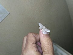 Lepidoptera