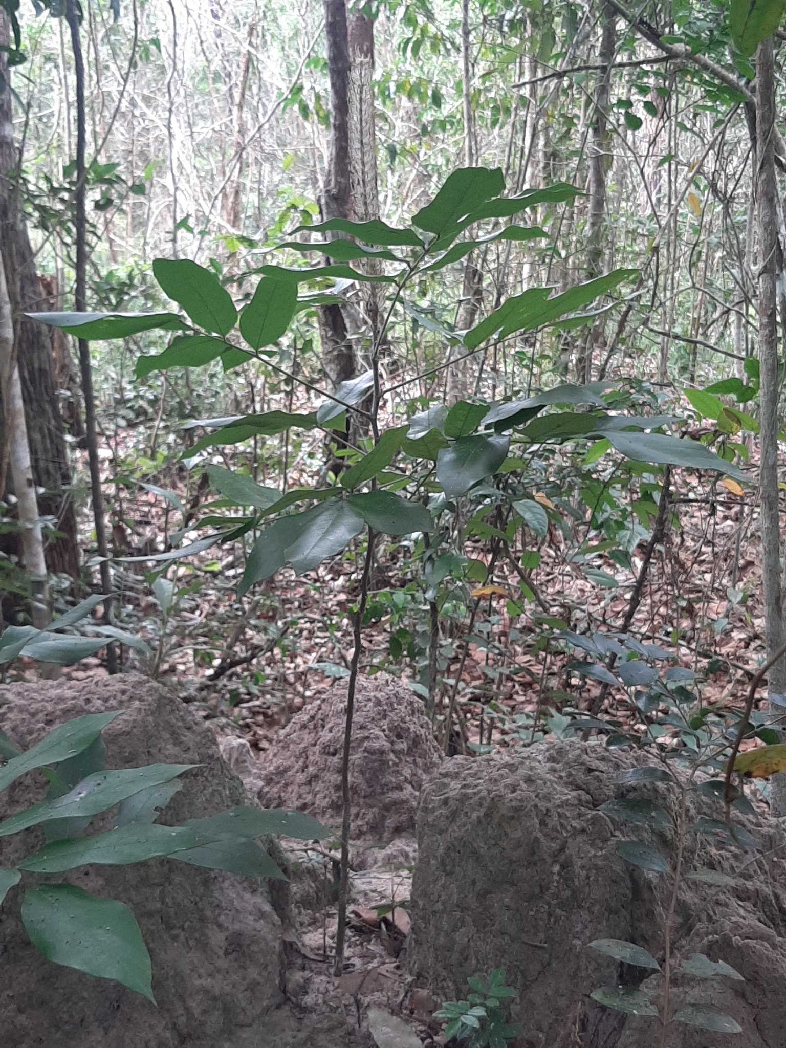 Uraria crinita — ảnh 3