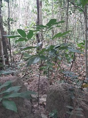 Uraria crinita