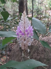Uraria crinita