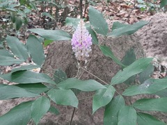 Uraria crinita