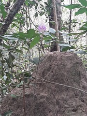 Uraria crinita
