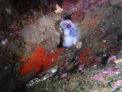 Asterocarpa coerulea