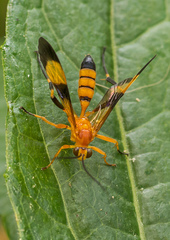 Macrojoppa