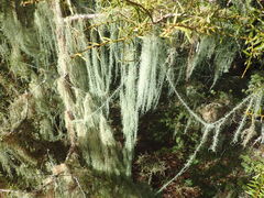 Usnea angulata