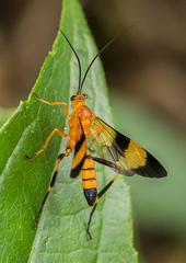 Macrojoppa