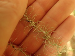 Usnea angulata