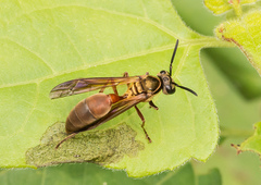 Polybia chrysothorax