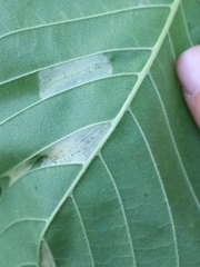 Phyllonorycter argentinotella