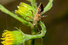 Cosmoclopius nigroannulatus