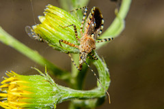 Cosmoclopius nigroannulatus