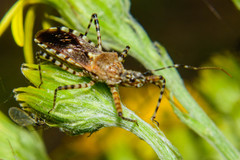 Cosmoclopius nigroannulatus