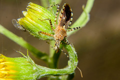 Cosmoclopius nigroannulatus