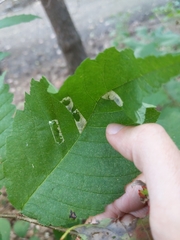 Phyllonorycter argentinotella