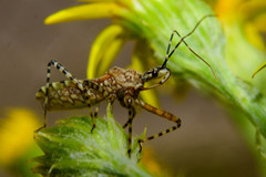 Cosmoclopius nigroannulatus