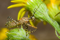 Cosmoclopius nigroannulatus