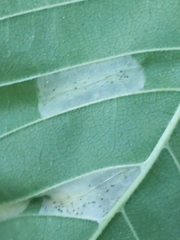 Phyllonorycter argentinotella