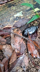 Panesthiinae