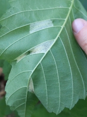 Phyllonorycter argentinotella