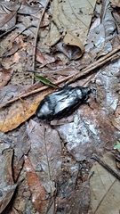 Panesthiinae